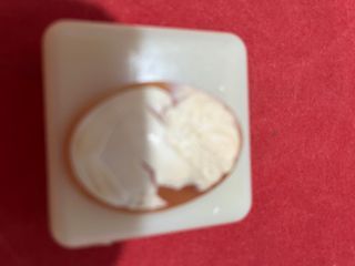 Set 3 Camei Autentici in Conchiglia Sardonica