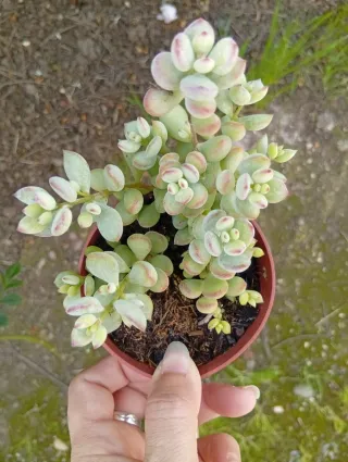 Cotyledon Pendens Suculenta