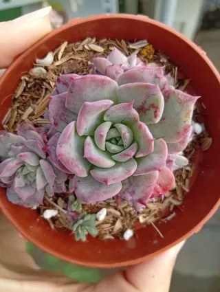 Echeveria Lovely Bear Suculenta