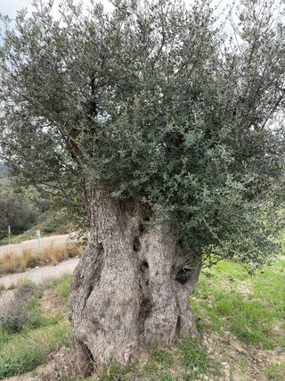 Olivo milenario