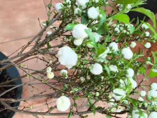 Prunus Alba plena. Potencial bonsai.