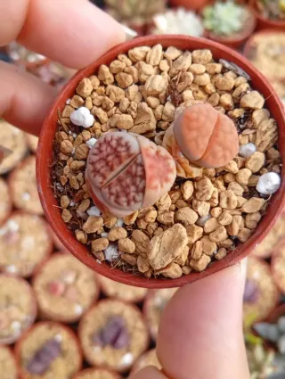 Lithops vivos - Plantas suculentas