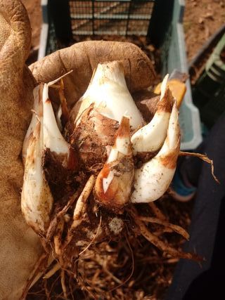 Bulbos de Nardo con Flores Aromáticas