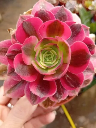 Aeonium Pink Witch Suculenta