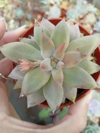 Echeveria Tolimalensis 8.5 cm