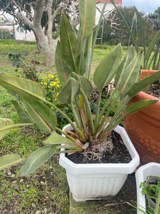 Pianta Strelitzia in vaso