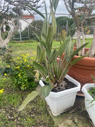 Pianta Strelitzia in vaso