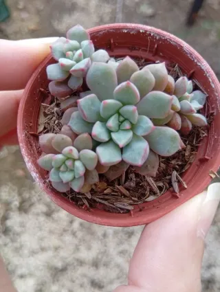 Echeveria subcorymbosa Lau 030