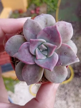 Graptopetalum Purple Delight 5.5 cm