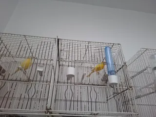 Jaulas para pájaros blancas