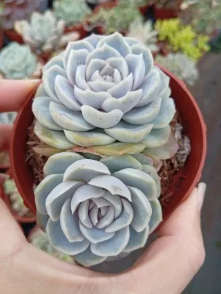 Echeveria Macchiato Suculenta 8.5 cm