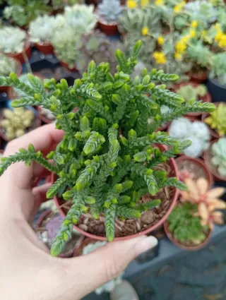 Crassula Muscosa Planta Suculenta