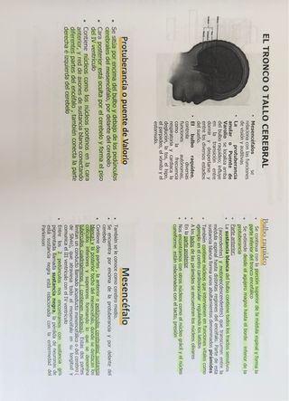 APUNTES ANATOMIA E IMAGENES 1°TSID