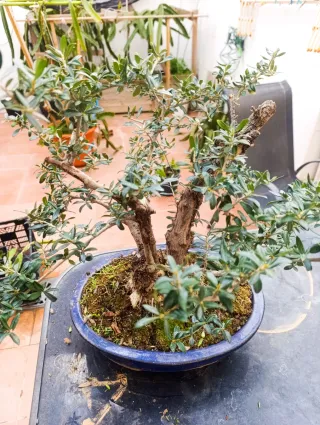 Olivo Bonsái Bien Establecido