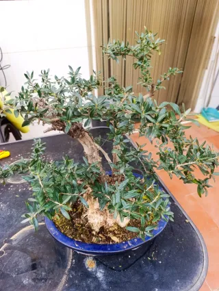 Olivo Bonsái Bien Establecido