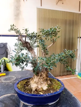 Olivo Bonsái Bien Establecido