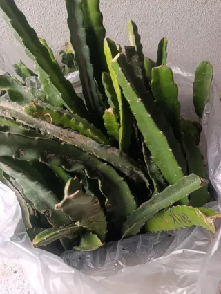 Esquejes Pitahaya Autopolinizante