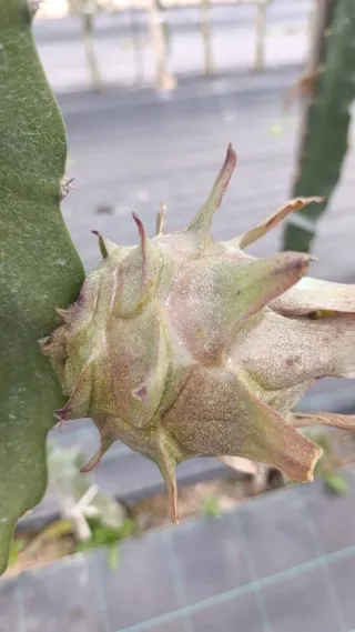 Esquejes Pitahaya Autopolinizante