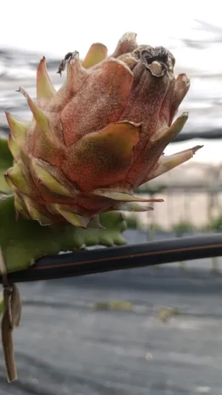 Esquejes Pitahaya Autopolinizante