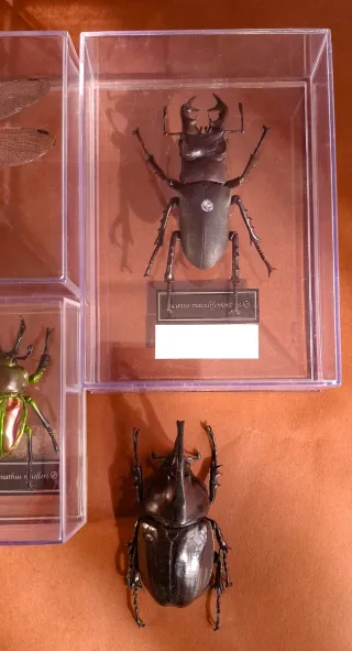 RIPRODUZIONI DI INSETTI