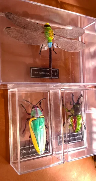 RIPRODUZIONI DI INSETTI