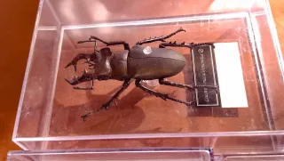 RIPRODUZIONI DI INSETTI