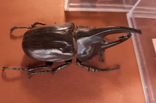 RIPRODUZIONI DI INSETTI