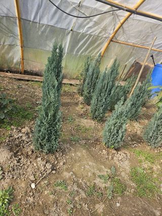 Plantas y árboles variados