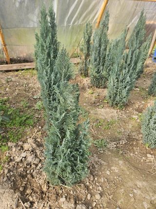 Plantas y árboles variados