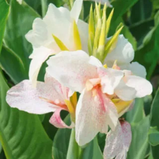 Rizoma o plantón Canna Confetti