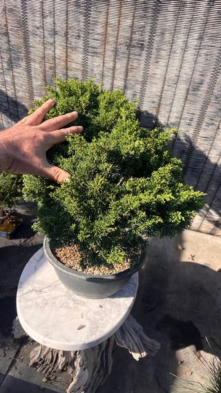 BONSAI ITOIGAWA IMPORTACION JAPON