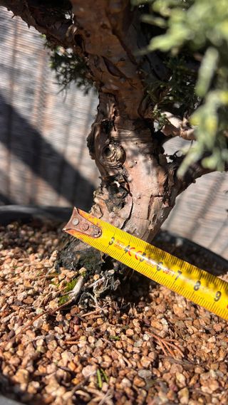 BONSAI ITOIGAWA IMPORTACION JAPON