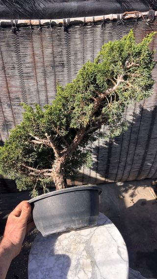 BONSAI ITOIGAWA IMPORTACION JAPON