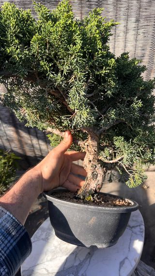 BONSAI ITOIGAWA IMPORTACION JAPON