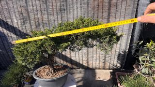 BONSAI ITOIGAWA IMPORTACION JAPON