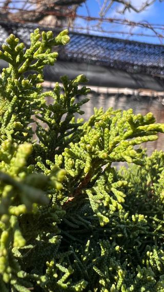 BONSAI ITOIGAWA IMPORTACION JAPON