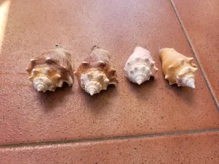 4 Caracolas para decoración