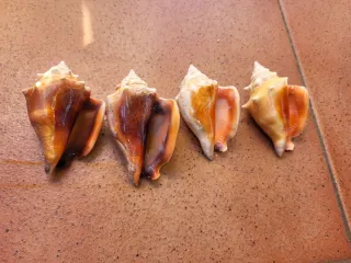 4 Caracolas para decoración