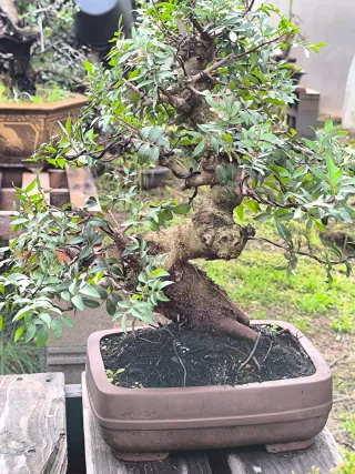 bonsai