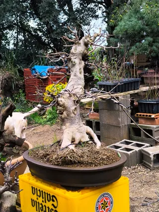 bonsai
