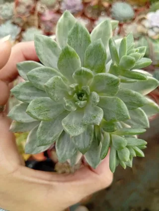 Echeveria Emerald Green Variegata