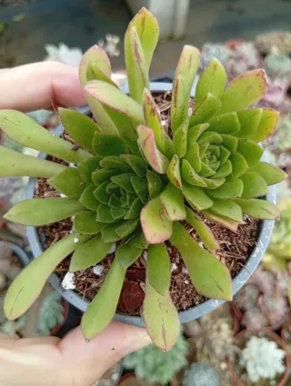 Aeonium nogalensis 8.5 cm