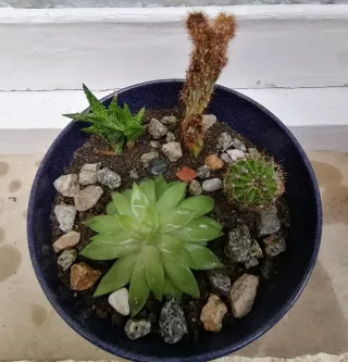Maceta con suculentas y cactus