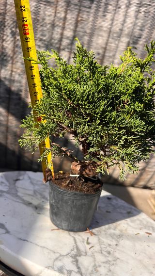 BONSAI ITOIGAWA IMPORTACION JAPON