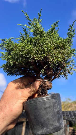 BONSAI ITOIGAWA IMPORTACION JAPON