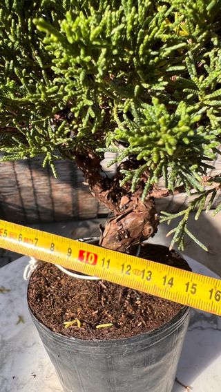 BONSAI ITOIGAWA IMPORTACION JAPON