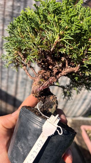 BONSAI ITOIGAWA IMPORTACION JAPON