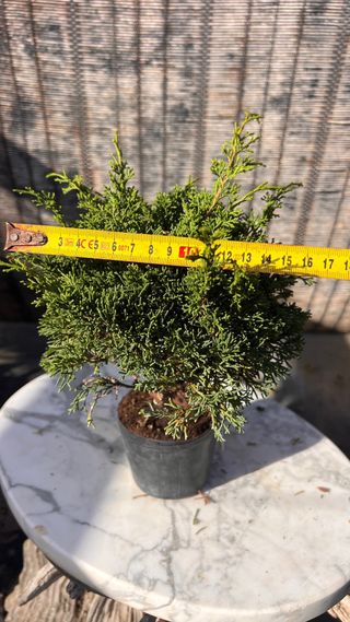 BONSAI ITOIGAWA IMPORTACION JAPON