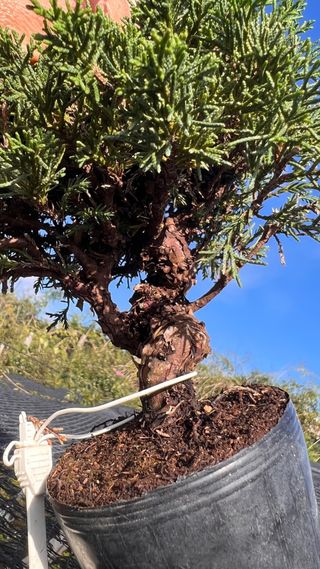 BONSAI ITOIGAWA IMPORTACION JAPON