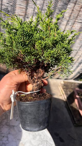 BONSAI ITOIGAWA IMPORTACION JAPON